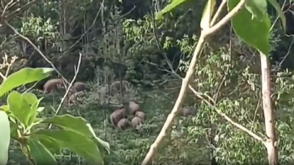Mancholai Elephants