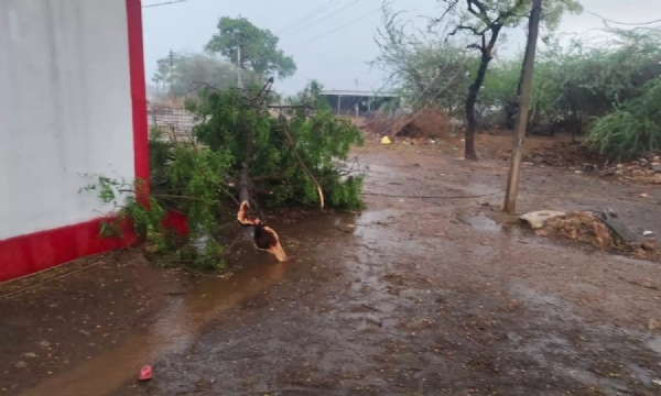 ఈదురుగాలులకు నేలకొరిగిన చెట్లు, విద్యుత్ స్తంభాలు ఈదురుగాలులకు నేలకొరిగిన చెట్లు, విద్యుత్ స్తంభాలు