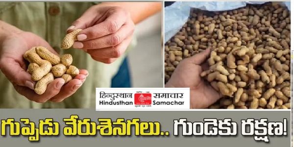 వేరుశనగలు రోజూ తింటే ఇన్ని లాభాలా? మీరు ఊహించి కూడా ఉండరు!!