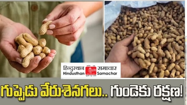 వేరుశనగలు రోజూ తింటే ఇన్ని లాభాలా? మీరు ఊహించి కూడా ఉండరు!! వేరుశనగలు రోజూ తింటే ఇన్ని లాభాలా? మీరు ఊహించి కూడా ఉండరు!!