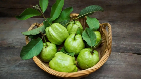 జామకాయ