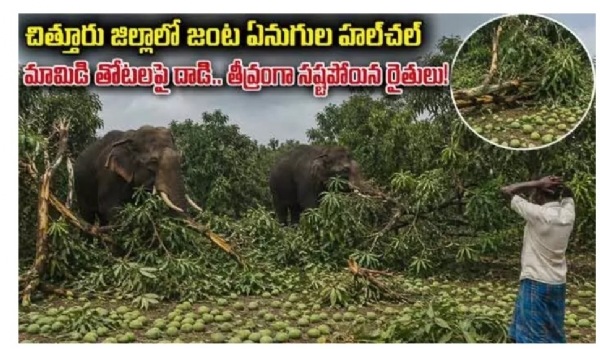 /twin-elephants-attack-mango-orchards-in-chittoor-
