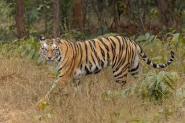 tiger tiger