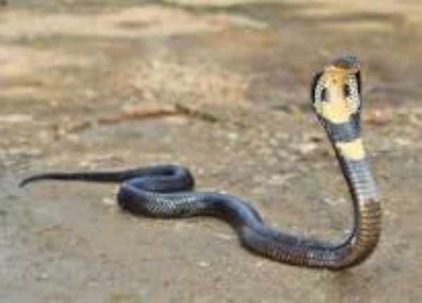 snake snake