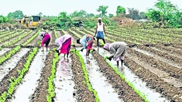 andhra-pradesh/ananthapuram/start-of-chilli-cultivation-1540315.h andhra-pradesh/ananthapuram/start-of-chilli-cultivation-1540315.h