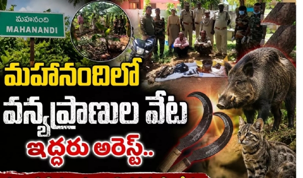 మహానంది మండలంలో వన్యప్రాణుల వేట.. ఇద్దరు అరెస్ట్! మహానంది మండలంలో వన్యప్రాణుల వేట.. ఇద్దరు అరెస్ట్!