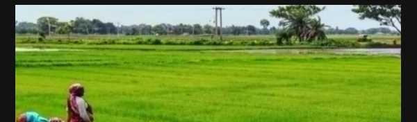 Farmers