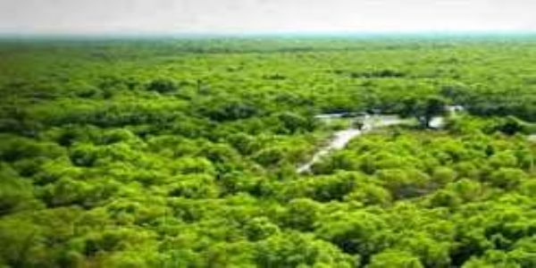 అంతర్జాతీయ మడ అడవుల.దినోత్సవం