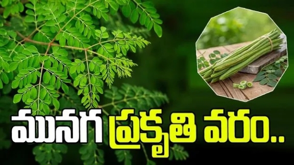 moringa-leaves-health-benefits-natural-superfood-immunity-diabe