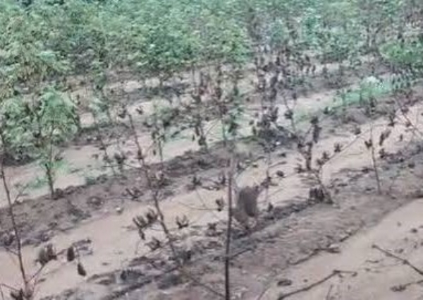 damage in Viramgam-Mandal-Detroj farmers due to heavy rains in gujarat