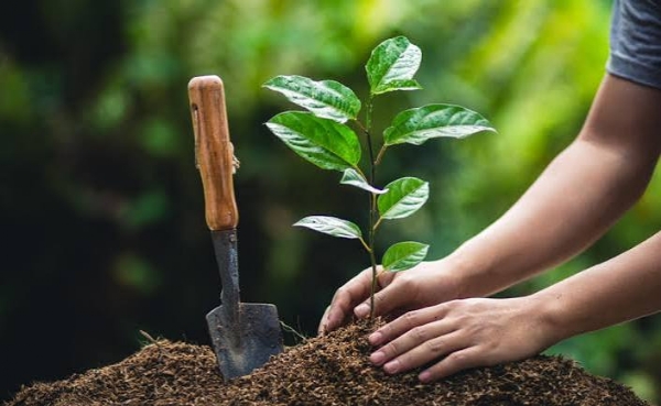 plant plant