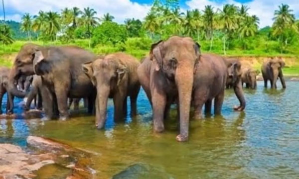 elephants
