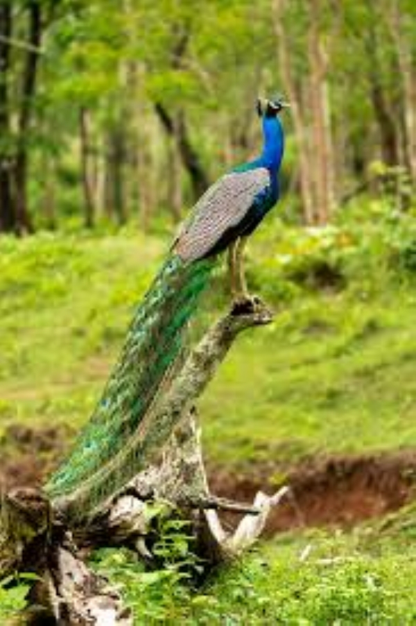 peacock