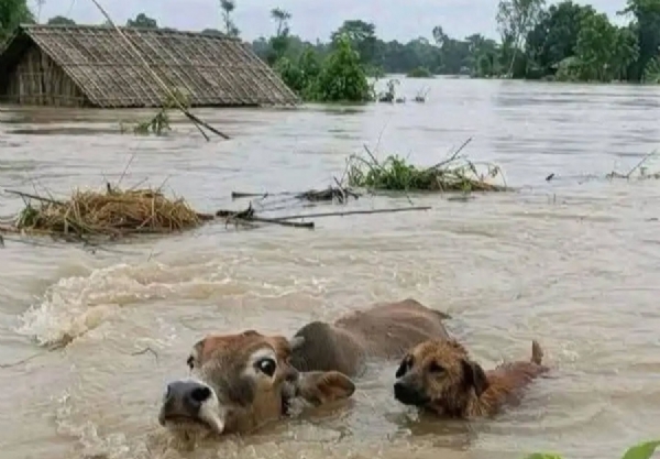 Image of the Assam Flood. Image of the Assam Flood.