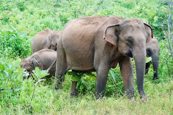 elephant