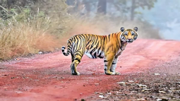TIGER DEATH IN UP