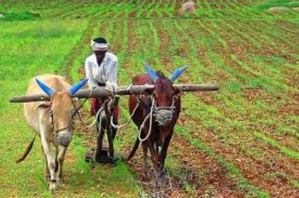 farmer farmer