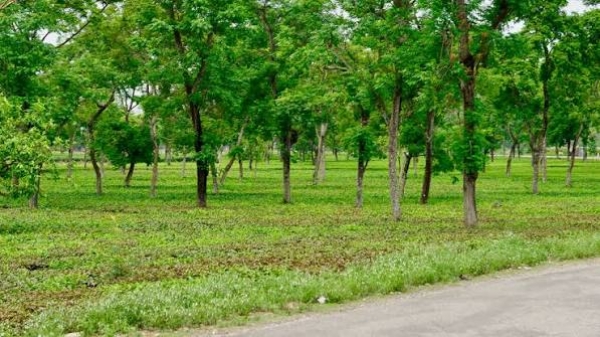 green green