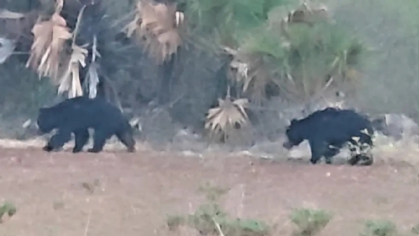Bear Bear