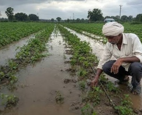 The rainfall in Gujarat so far has increased the concerns of farmers