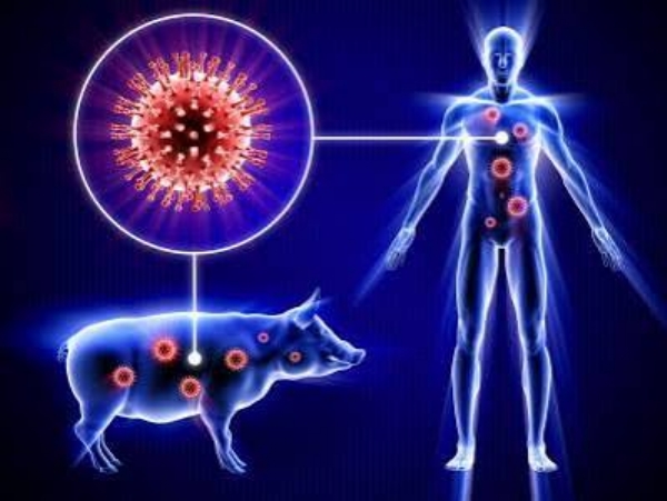 swine flue swine flue