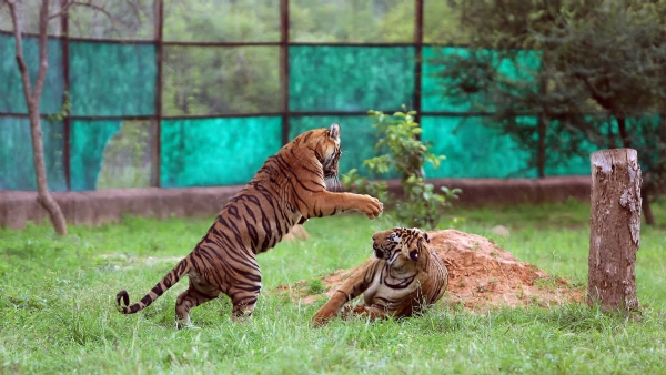 INDIA TIGER CONSERVATION INDIA TIGER CONSERVATION