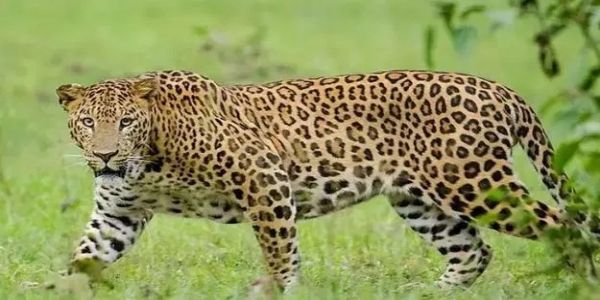 తిరుమల జీఎన్సీ టోల్గేట్ వద్ద చిరుత కలకలం..