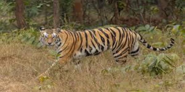 ప్రకాశం జిల్లాలో పెద్దపులి కలకలం