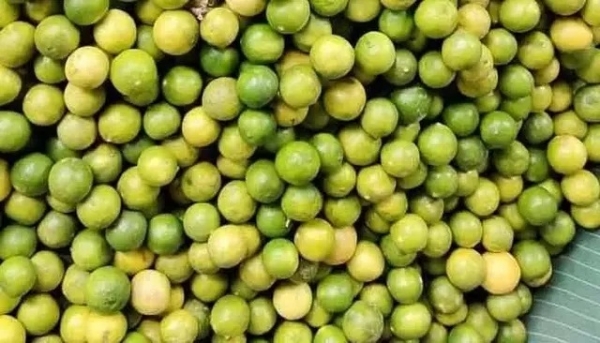 నిమ్మ ధరలు నిమ్మ ధరలు