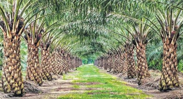 Oil palm Oil palm