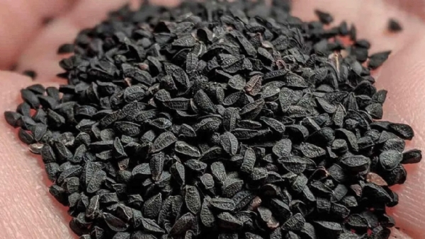 /kalonji-health-benefits-unveiling-7-health-benefits-of-this-powerful-anci