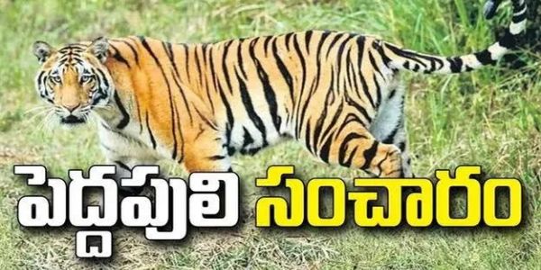 మార్కాపురంలో పెద్దపులి సంచారం