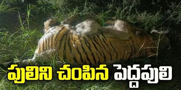 ఏటిపరకాల పాయ బీటు పరిధిలో పులిని చంపిన పెద్దపులి