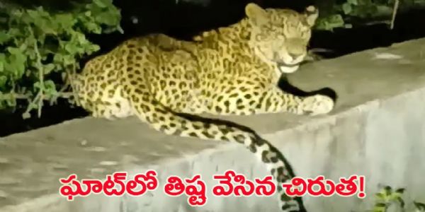 తిరుపతి జిల్లాలో చిరుత సంచారం